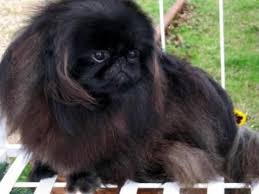 Black And White Pekingese Ryder Is The Cutest Black Peke Pekingese Puppies Pekingese Dogs Pekingese