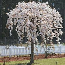 Prunus Weeping Cherry Tree Google Search Weeping Cherry Tree Weeping Trees Small Weeping Trees