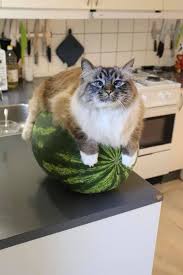 Bringing Home A New Cat Here Are 7 Ways To Cat Proof Your Home For Safety Cattime Cat Proofing Cute Baby Animals Cute Animals