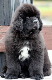 Pin By Allykat 3 On My Newfies Dog Breeds Big Dog Breeds Newfoundland Dog Puppy