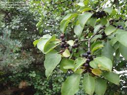 Diospyros nigra, the black sapote, is a species of persimmon. Plant Identification Closed Please Help Id Tree W Berries 1 By Smpetrou