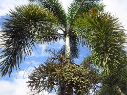 Image result for Wodyetia bifurcata