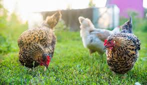 Caring for backyard chickens is easy. A Beginner S Guide To Raising Backyard Chickens Crea