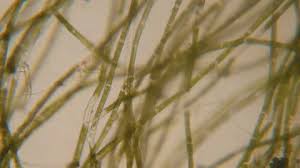 Let us have a detailed look at the plant cell, its structure and functions of different plant cell organelles. Microscope Cell Division Stock Footage Royalty Free Stock Videos Pond5