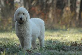Visit us for more information and pictures. F1b Goldendoodle Puppies In Western Maryland Albark Kennels