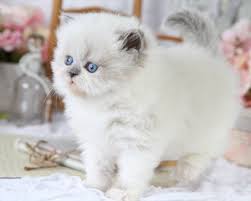 Periwinkle's five himalayan kittens are now 3 1/2 weeks old. Blue Point Himalayan Cats Furrbert Blue Bicolor Point Himalayan Kitten For Sale Superior White Persian Kittens Himalayan Kitten Cats