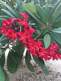 Image result for Plumeria rubra