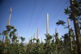 California plant nurseries that shipshow all. Edison Gives Moorpark Nursery Notice To Vacate Nursery Backers Go Online To Protest