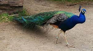 Norfolk Virginia Zoo Our Peacocks Have The Run Of The Zoo And Lafayette Park Next Door Norfolk Virginia Lafayette Park Norfolk Va