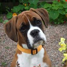 What Does Your Favorite Dog Breed Reveal About Your Personality Boxer Dog Breed Boxer Dog Pictures Cute Boxer Puppies