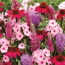 Bee Strong Blend Spring Bulbs Plants Planting Flowers