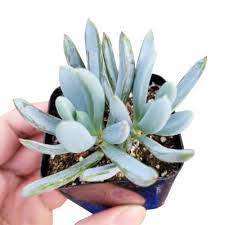 Image result for Senecio subsessilis