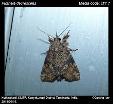 Image result for Englerina woodfordioides