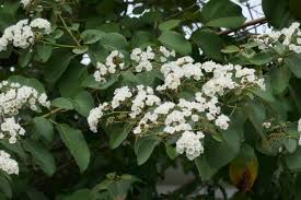Image result for Cordia afra