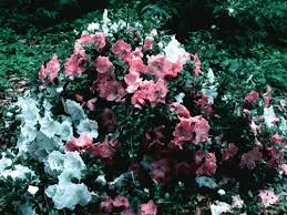 Rosy red flowers on a compact plant as with the other gumpos. Azalea Rhododendron Satsuki Gumpo Pink Clusters Of Large Rose Pink Blooms With Darker Flecks Zone 7