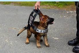 Adopt Dogs That Flunked the Police Academy for Being Too Nice