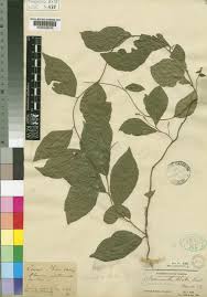 Image result for Pyrenacantha kirkii