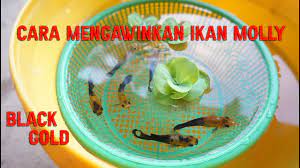 Cara Mengawinkan Ikan Molly Youtube