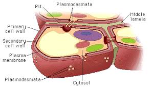 According to the cell theory, all living things are composed of cells. Which Of The Following Statement Is Incorrect