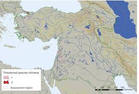 Image result for Pycreus fluminalis