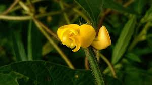 Image result for Vigna reticulata