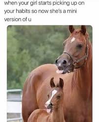 Goals Relationships Horses Hilarious Meme Comedy Funny Animals Haha Lol Jokes Relationshipgoal Funny Horse Pictures Funny Animal Jokes Funny Horses
