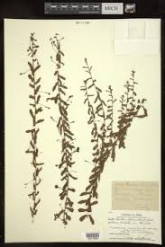 Image result for Merremia verecunda