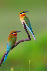 Orange Bird With Black And White Wings Chamarichobdee On Twitter Bird Bird Wallpaper Beautiful Birds