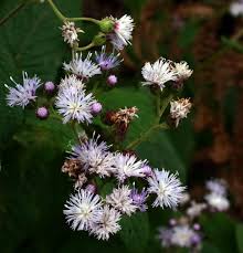 Image result for Bothriocline inyangana