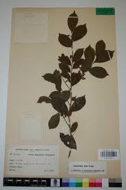 Image result for Carpolobia alba