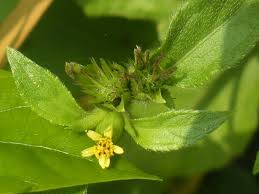 Image result for Synedrella nodiflora