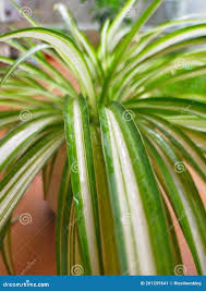 Image result for Chlorophytum amplexicaule