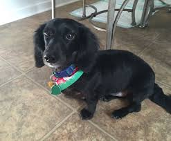 Baxter 4 Year Old Long Haired Dachshund After His First Haircut Dog Haircuts Long Haired Dachshund Dachshund Love