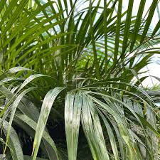 Image result for Dypsis