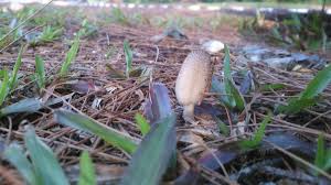 Bak cendawan tumbuh selepas hujan. Sir Zayn Twitterissa Ibarat Cendawan Tumbuh Selepas Hujan Like Mushrooms Sprouting After The Rain