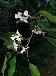 Image result for Baphia bequaertii