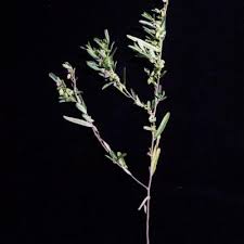 Image result for Polygala melilotoides