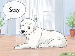 bir kopek nasil egitilir resimlerle wikihow
