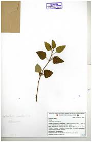 Image result for Grangea anthemoides