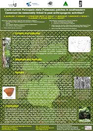 Image result for Pericopsis elata