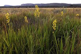 Image result for Eulophia angolensis