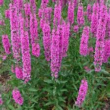 Image result for Lythrum