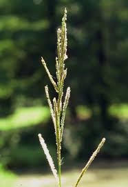 Image result for Paspalum urvillei