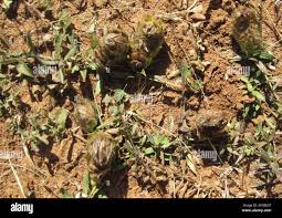 Image result for Barleria macrostegia