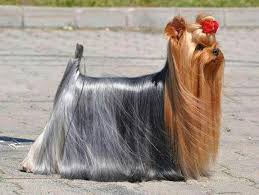 Discover More Information On Yorkshire Terriers Check Out Our Internet Site Goruntuler Ile Kopek
