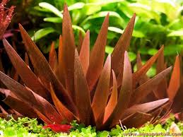 Image result for Xyris parvula