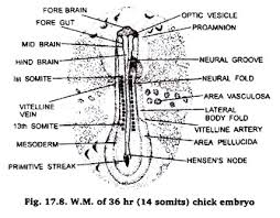 Developmental Stages Of Chick Embryo Zoology