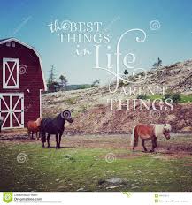 Instagram Of Miniature Ponies With Inspirational Quote Stock Image Image Of Beauty Emotion 44131511