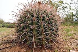Fishhook Cactus Google Search Succulents Suculents Cactus