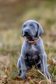 Image result for výmarský dlouhosrstý ohař